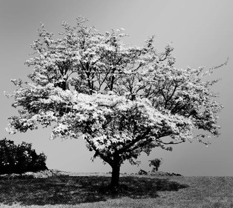 ハナミズキ/一青窈